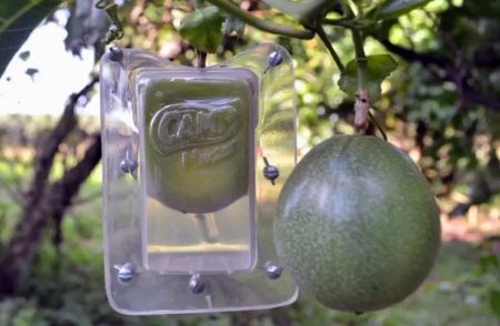 新鲜“果汁盒”